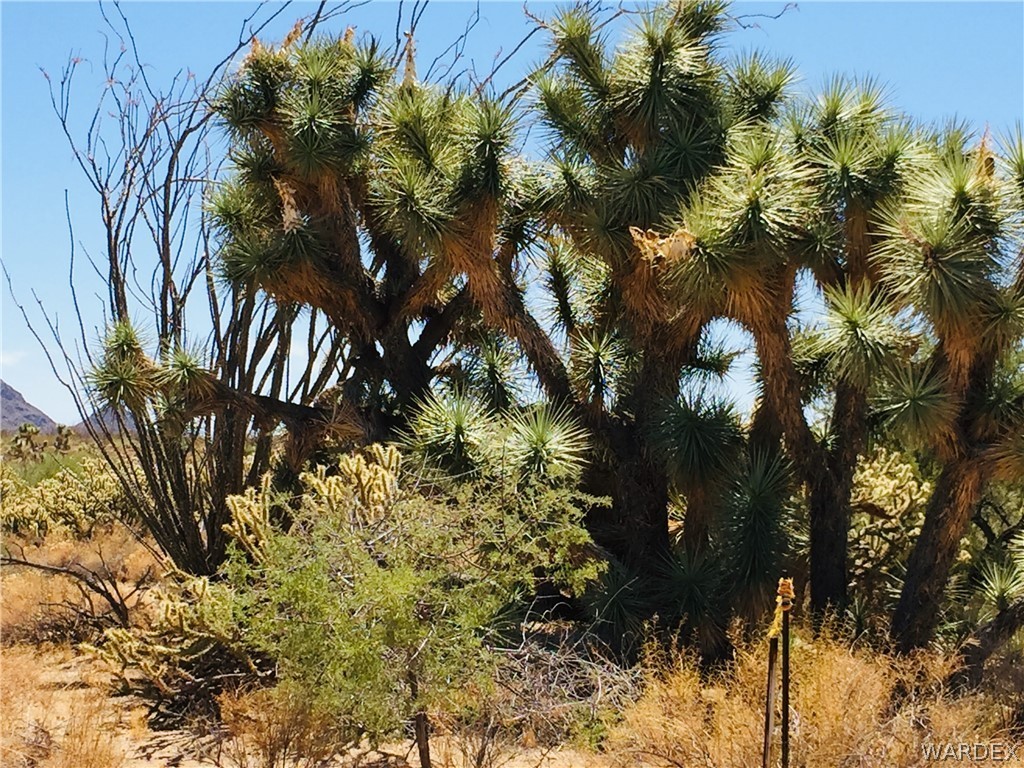 0 East Holiday Road Yucca, AZ 86438 - Photo 3 of 15 a backyard of a building