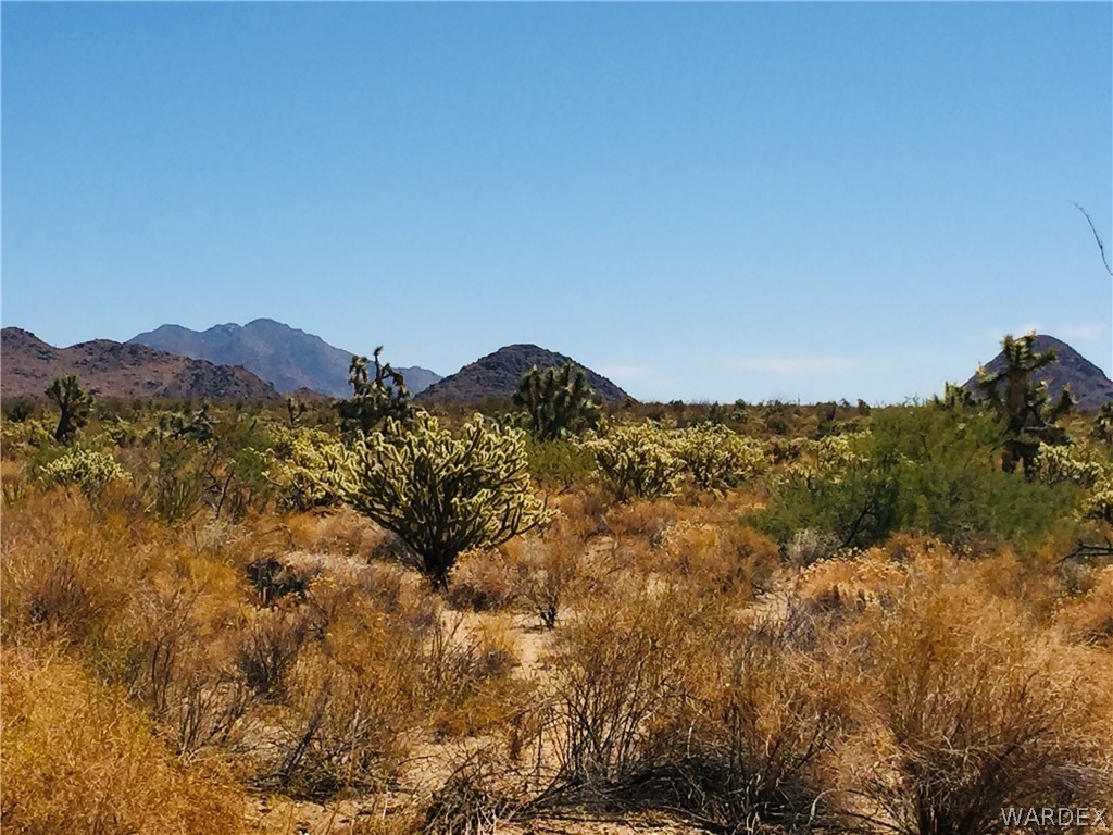 0 East Holiday Road Yucca, AZ 86438 - Photo 5 of 15 a view of a large tree with mountains in the background
