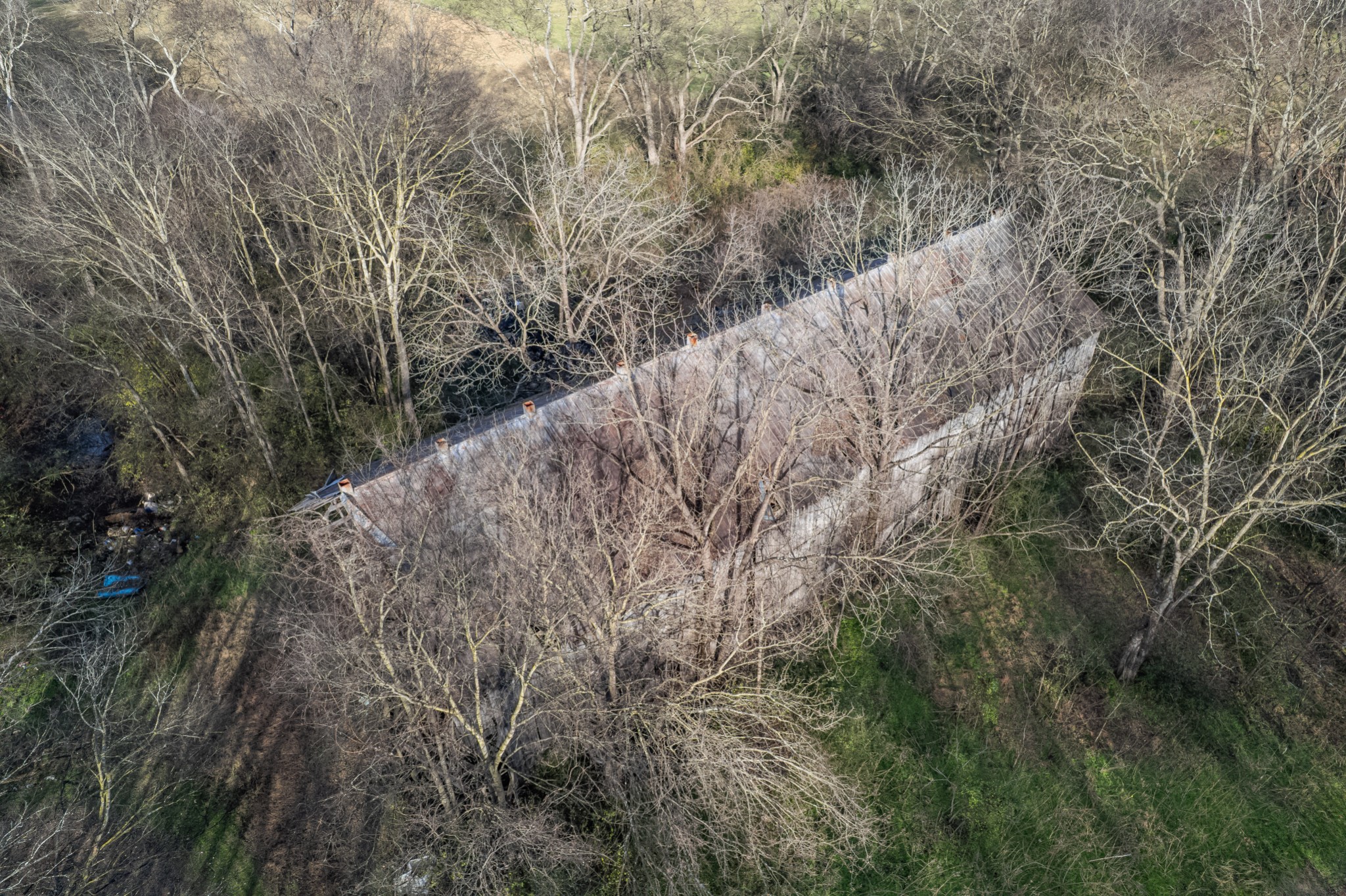 815 South Cross Bridges Road Mount Pleasant, TN 38474 - Photo 39 of 62 a view of a forest with a tree
