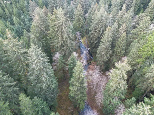 a view of a forest with a tree