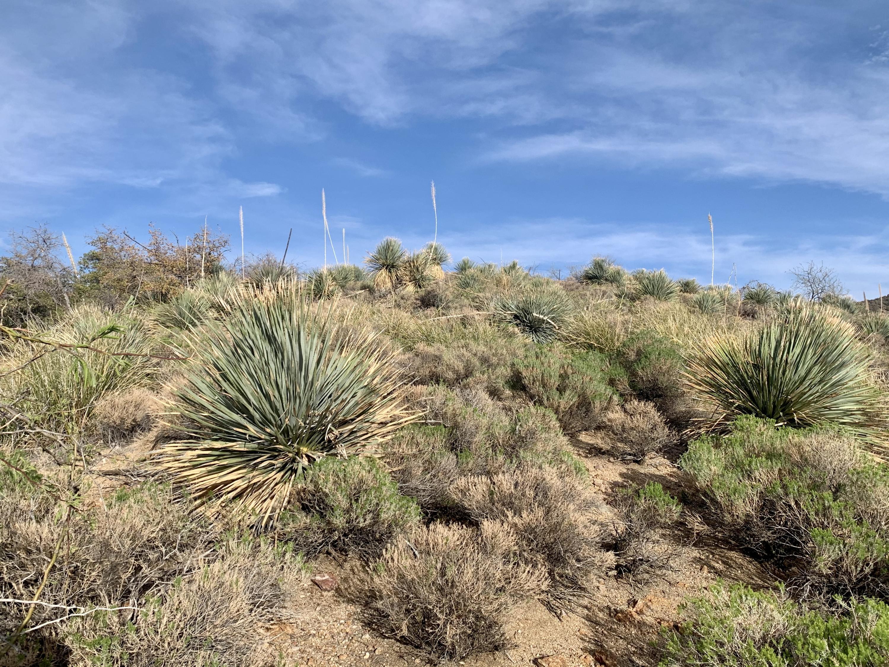 2.5 Acres Off Bachman Wash Road Oracle, AZ 85623 - Photo 5 of 10