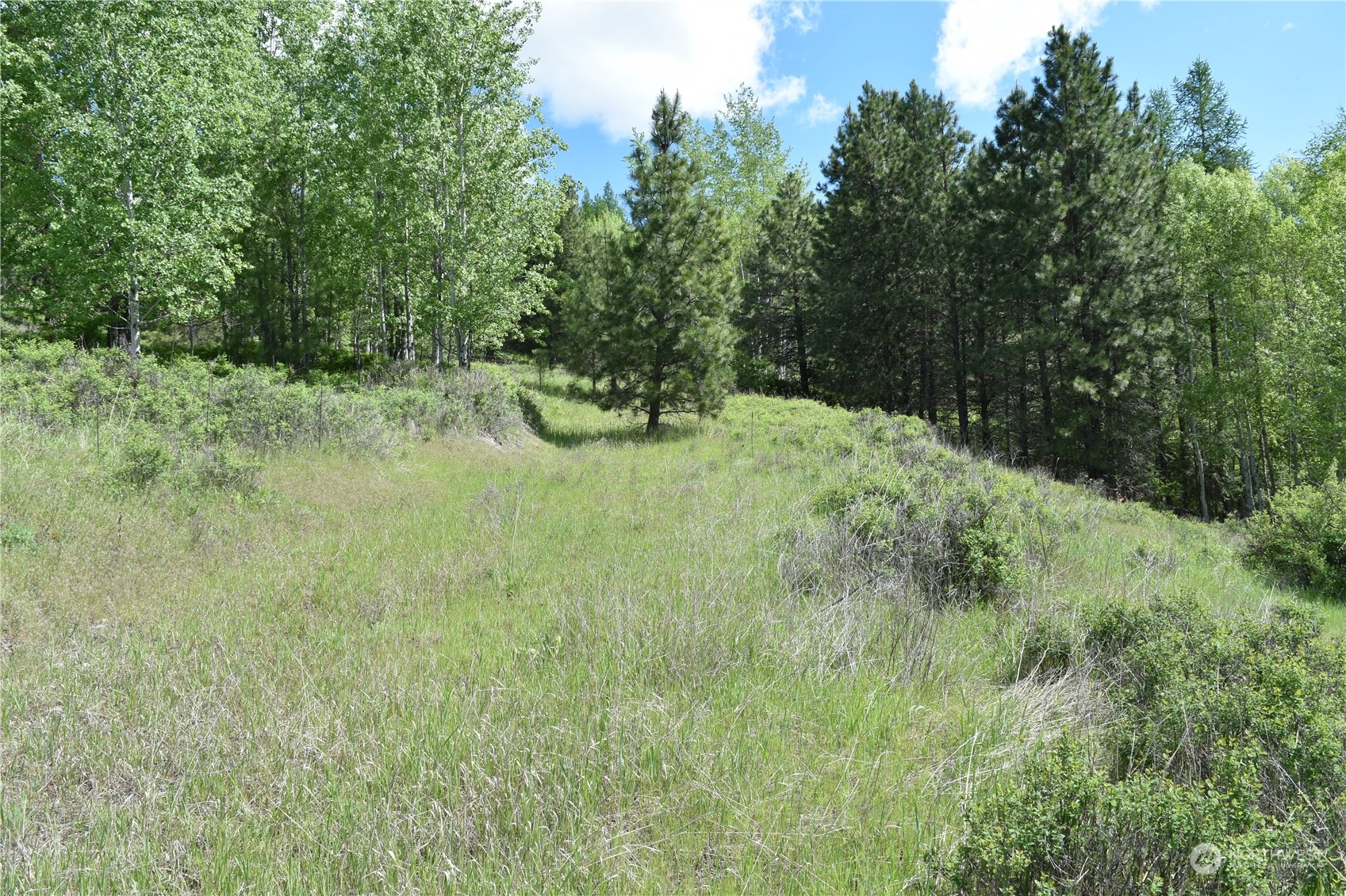 256 Barrett Creek Road Republic, WA 99166 - Photo 6 of 12 a view of a yard with a tree