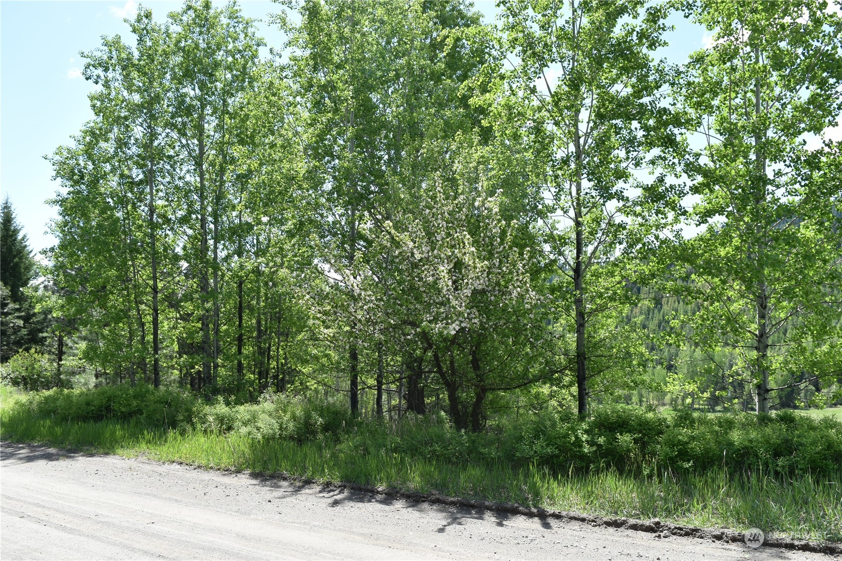 256 Barrett Creek Road Republic, WA 99166 - Photo 7 of 12 a view of a forest of a house