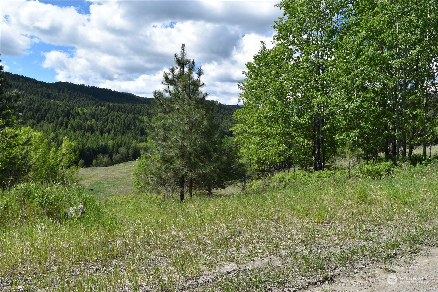 256 Barrett Creek Road Republic, WA 99166 - Photo 8 of 12 a big yard with lots of green space