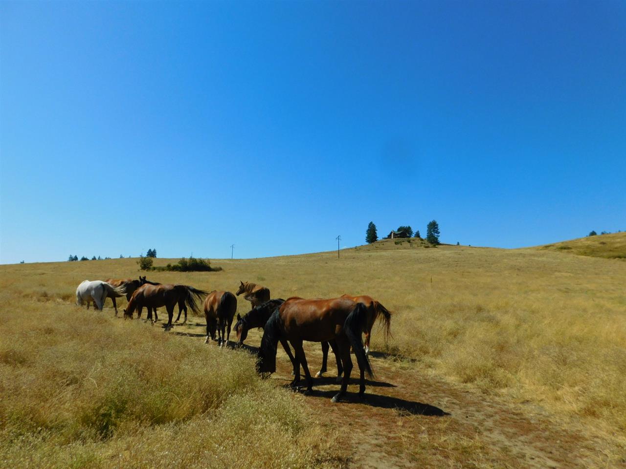 3691 Beck Road Rice, WA 99167 - Photo 14 of 49
