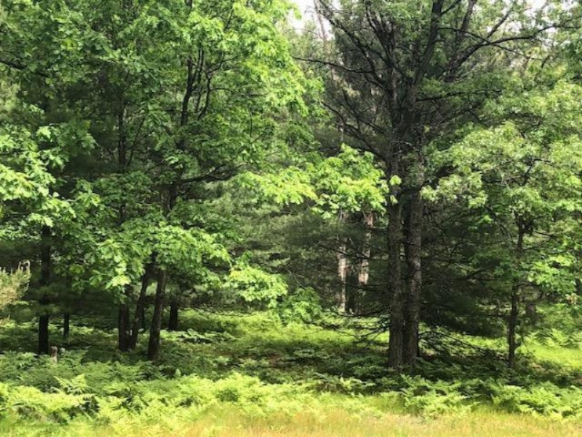 6659 Usfs Road Irons, MI 49644 - Photo 17 of 24