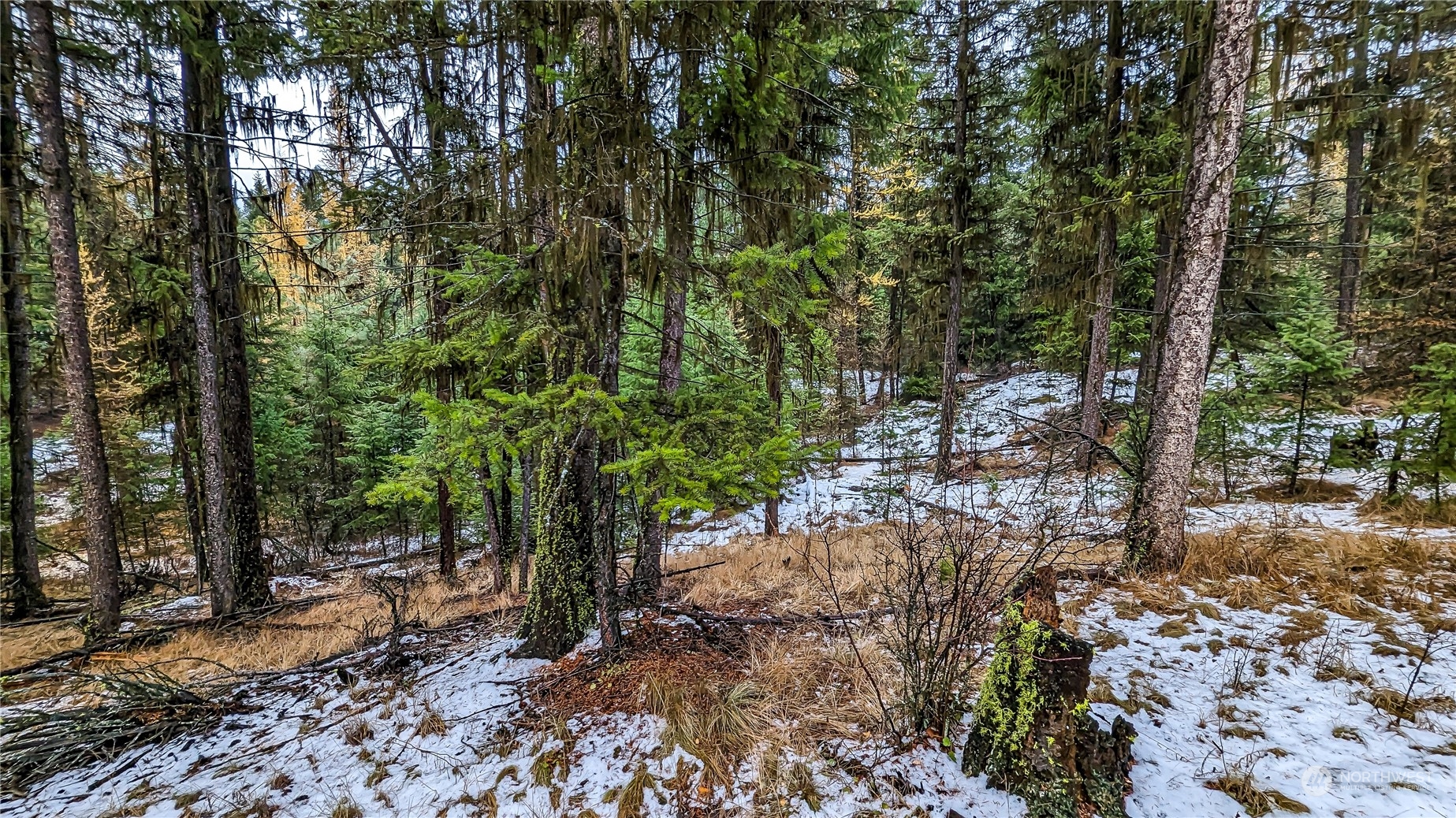 42 Forest Road Oroville, WA 98844 - Photo 4 of 40 Gallery Image 4