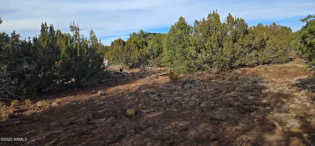 a view of a forest with trees in front of it