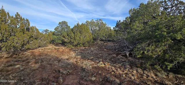a view of a bunch of trees in a yard