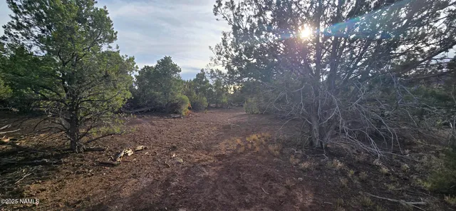 a view of a forest with trees in the background