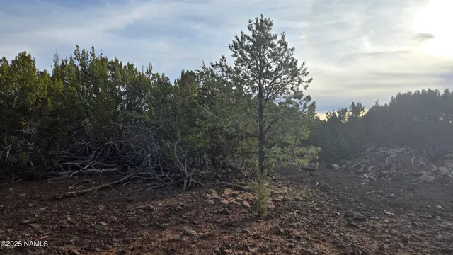 a view of a forest with a tree