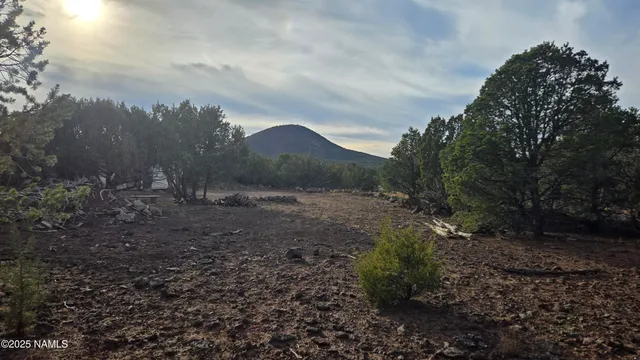 a view of a large tree with green space
