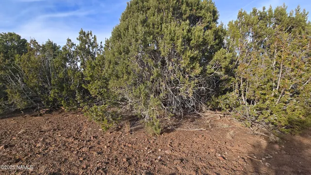 a view of a yard with a tree