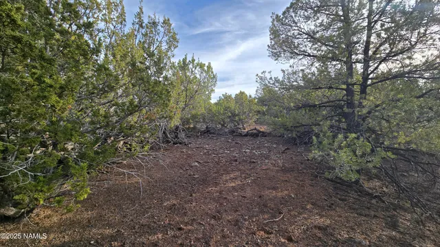 a view of a yard with large trees