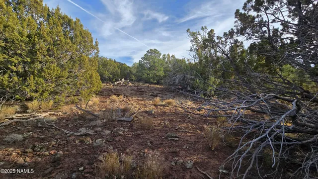 a view of a yard with a tree