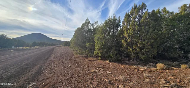 a view of a yard with plants and a large tree