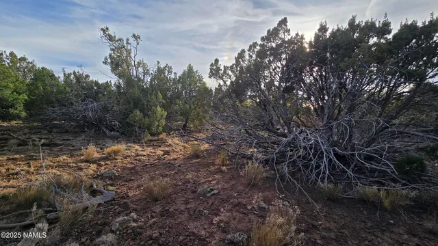 a view of a yard with a tree