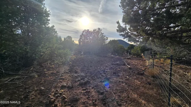 a view of a yard in a forest