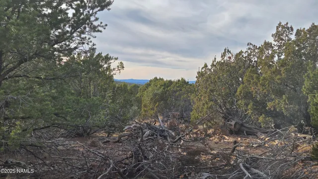 a view of a forest with trees in the background