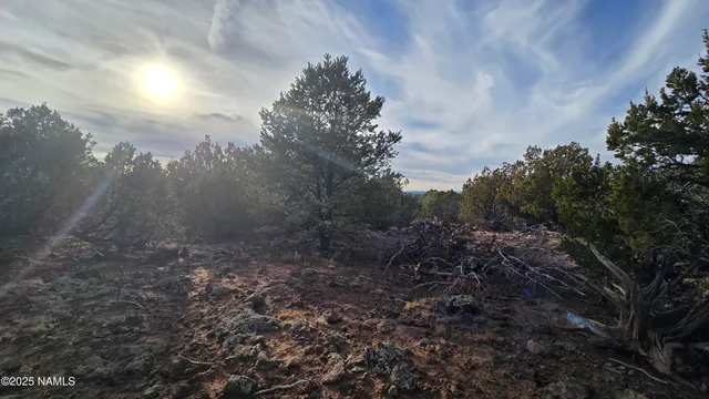 a view of a forest with trees