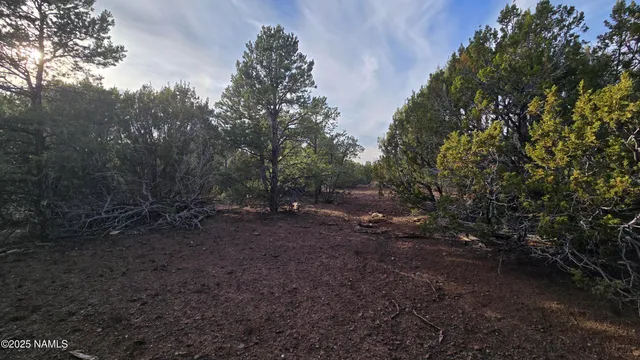 a view of a forest with trees in the background