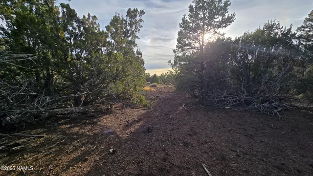 a view of a forest with lots of trees