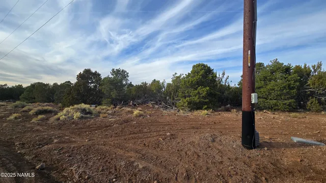 a view of a yard with plants