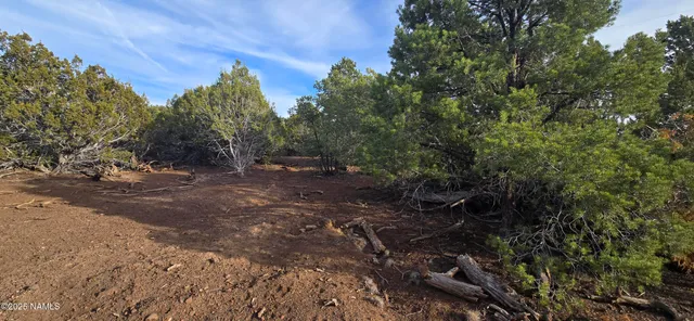a view of a forest with trees in the background
