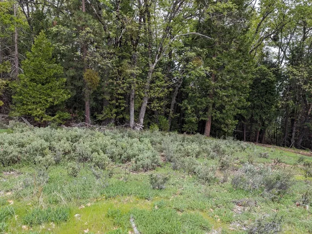 a big yard with lots of green space and trees