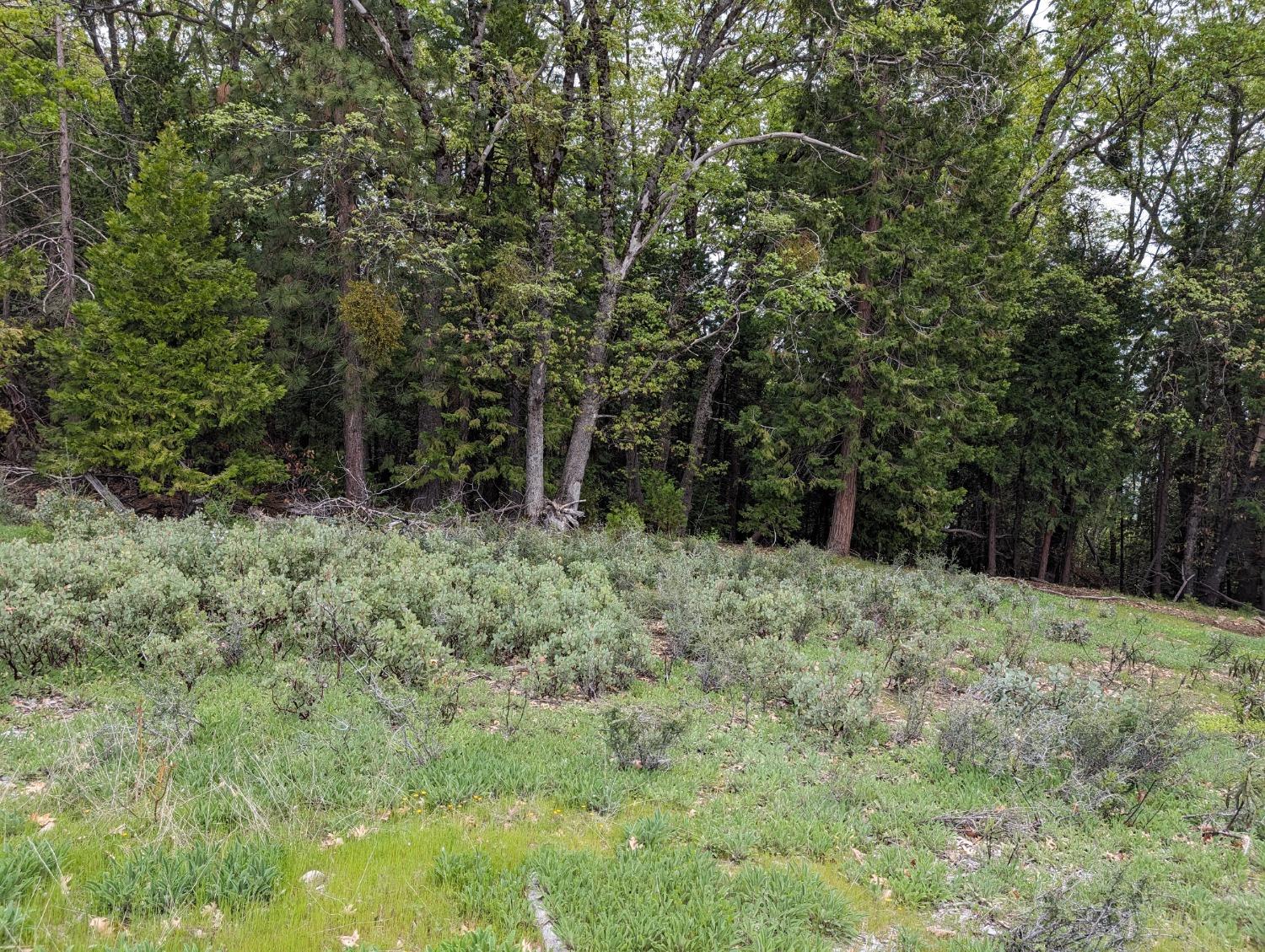 a big yard with lots of green space and trees