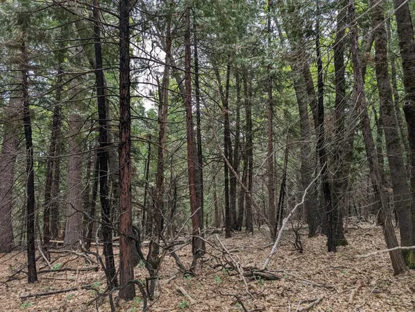 a view of a forest with trees in the background