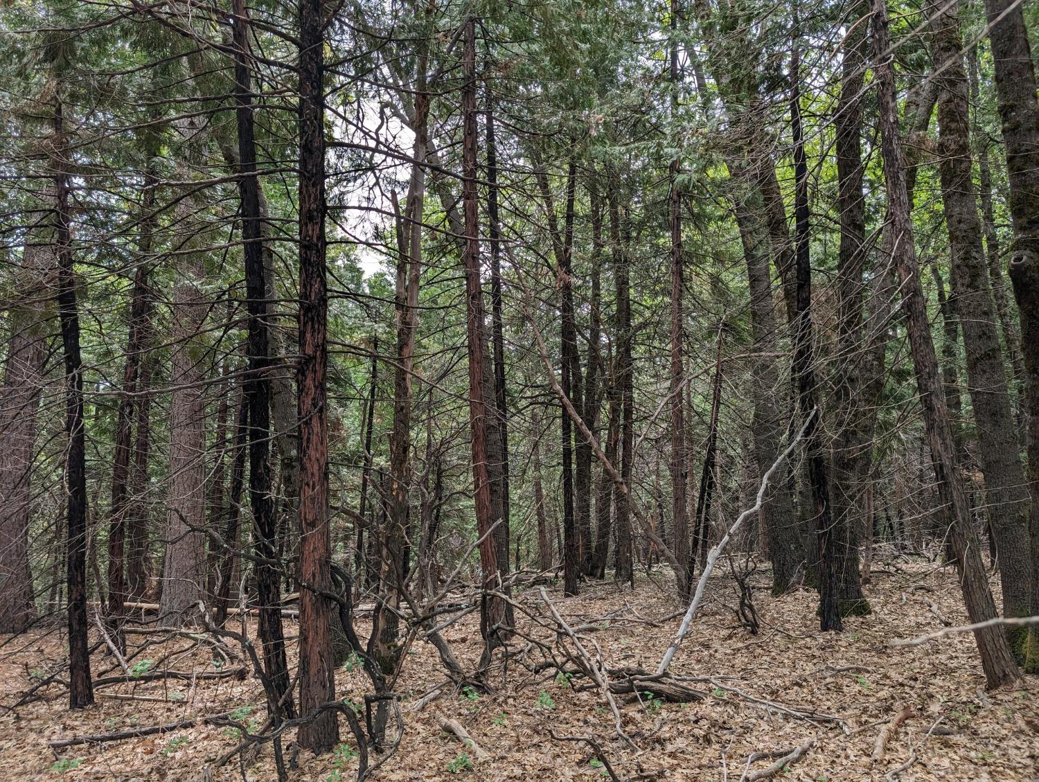 16805 Jones Ridge Road Grass Valley, CA 95945 - Photo 3 of 8 a view of a forest with trees in the background
