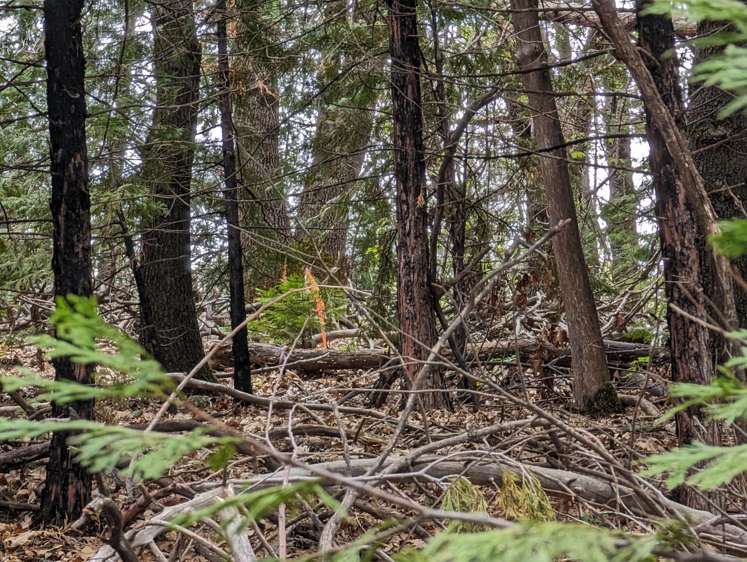 16805 Jones Ridge Road Grass Valley, CA 95945 - Photo 5 of 8 a view of a backyard