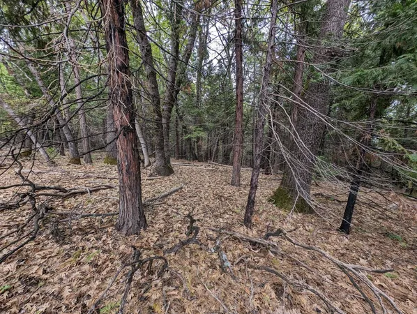 a view of a yard with a tree