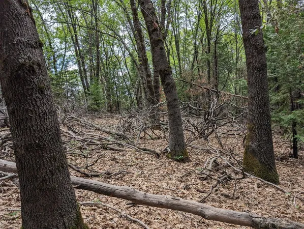 a view of a yard with large trees