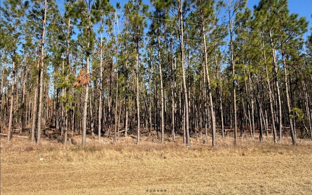 251 Northwest County Road Mayo, FL 32066 - Photo 1 of 6