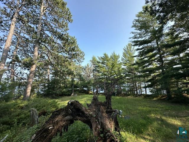 2763 Van Vac Road Ely, MN 55731 - Photo 34 of 37 Natural landscape featuring mature pine trees, a clear blue sky, and a grassy expanse with undergrowth