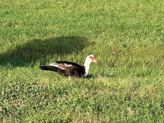614 Gilpin Street Houston, TX 77034 - Photo 27 of 27 Enjoy the wildlife and fee the ducks at the Wilson Memorial Park!