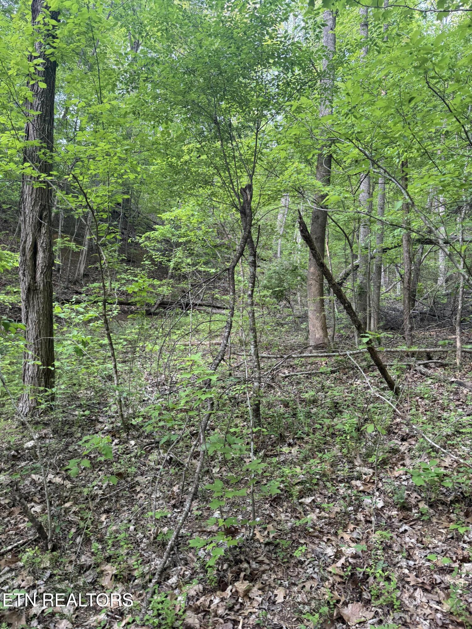 332 Padgett Mill Road Cosby, TN 37722 - Photo 29 of 41 IMG_8423