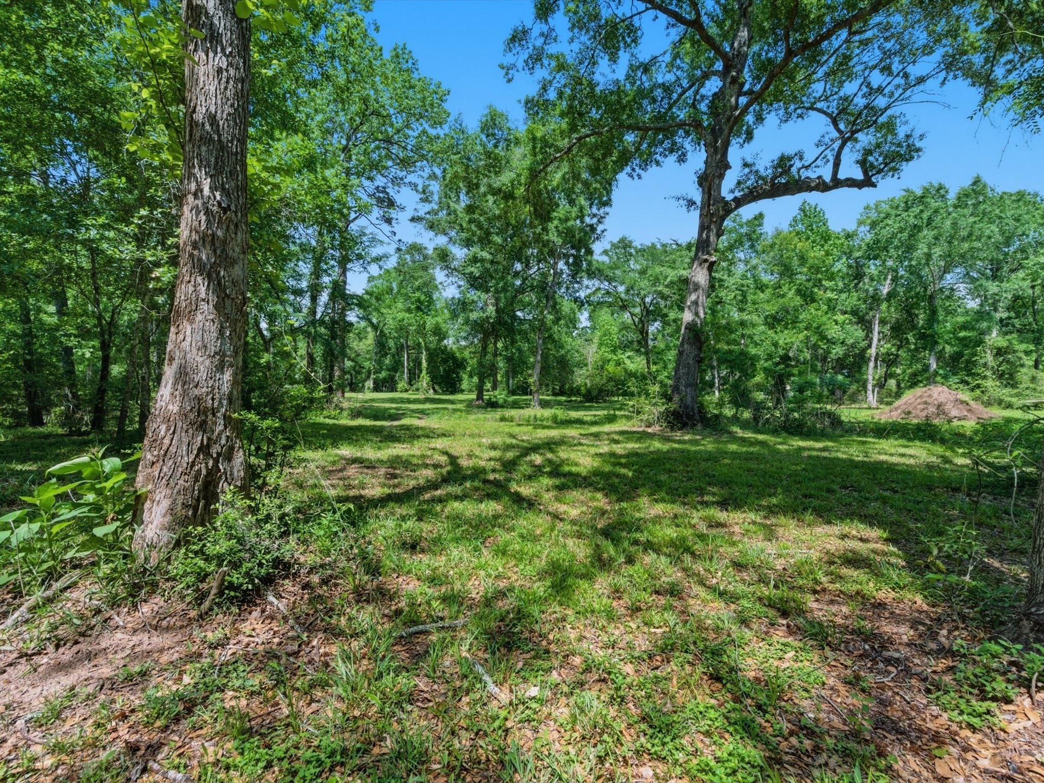 27855 Kresdorn Road Hockley, TX 77447 - Photo 15 of 24 a big yard with lots of green space and plants