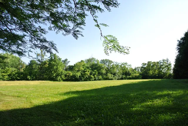 a view of a garden with a tree