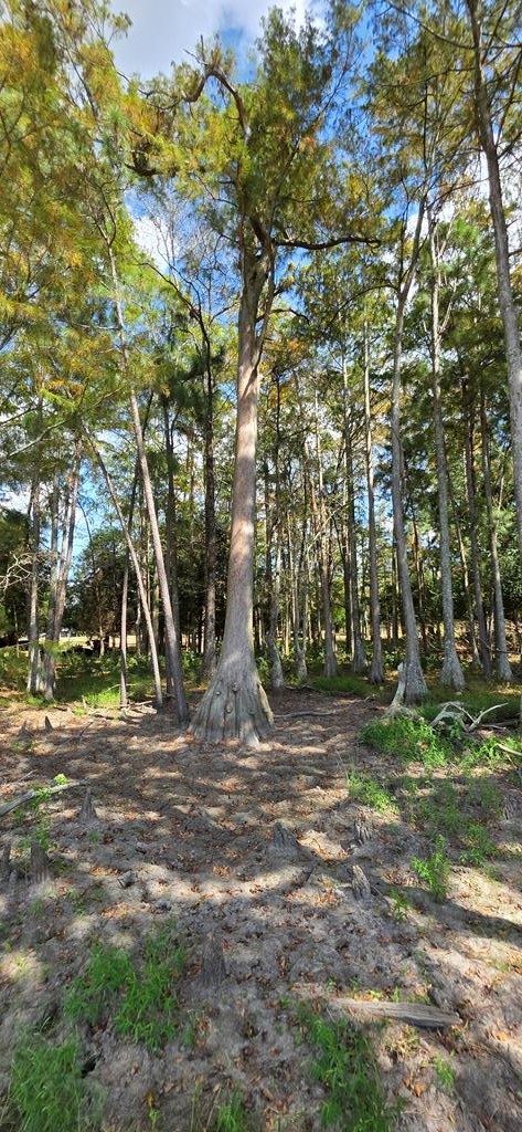 5.8-acres Nobles Road Cottonwood, AL 36320 - Photo 22 of 29