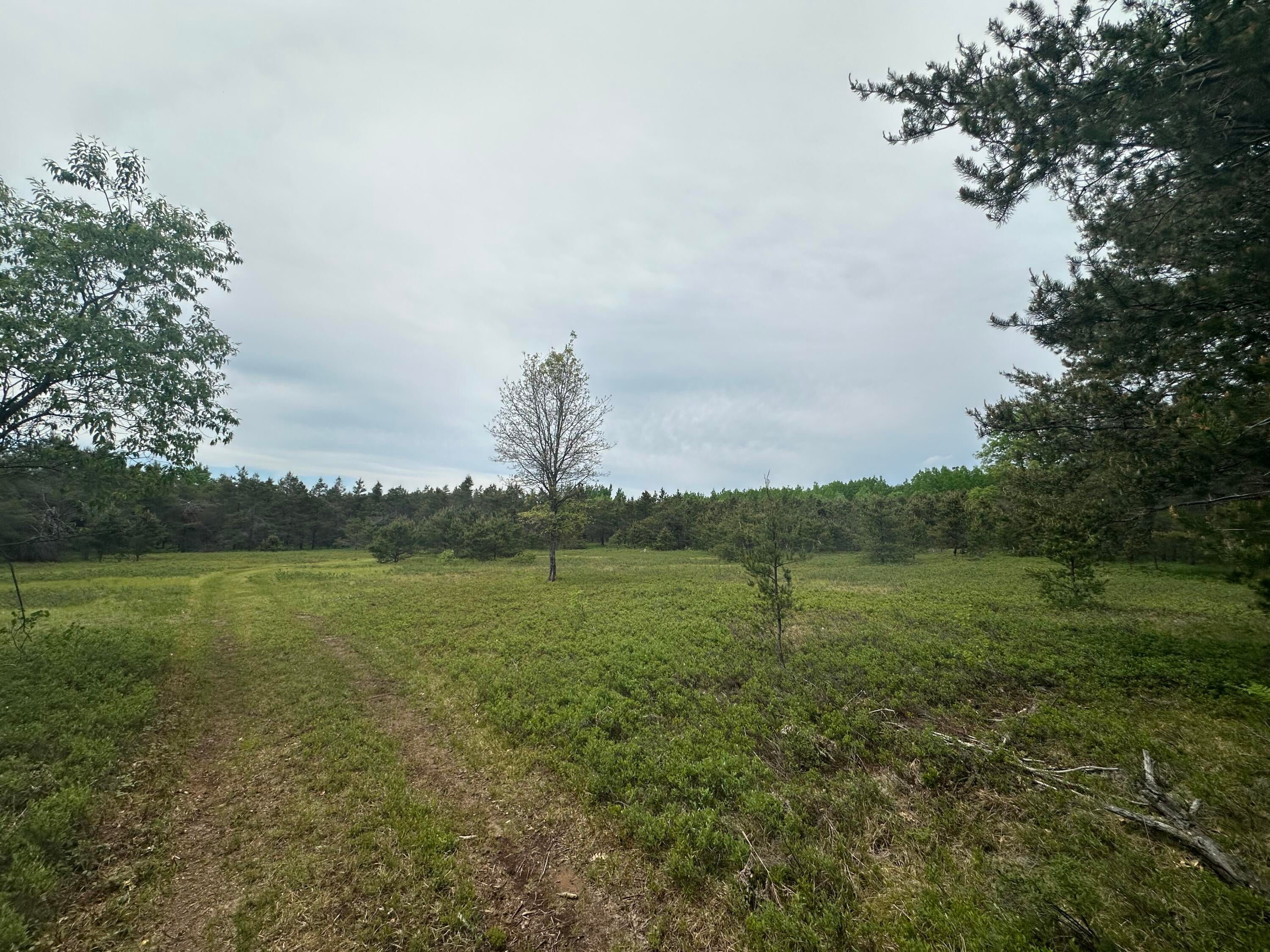 323 Goline Road Grayling, MI 49738 - Photo 19 of 24 Gallery Image 19