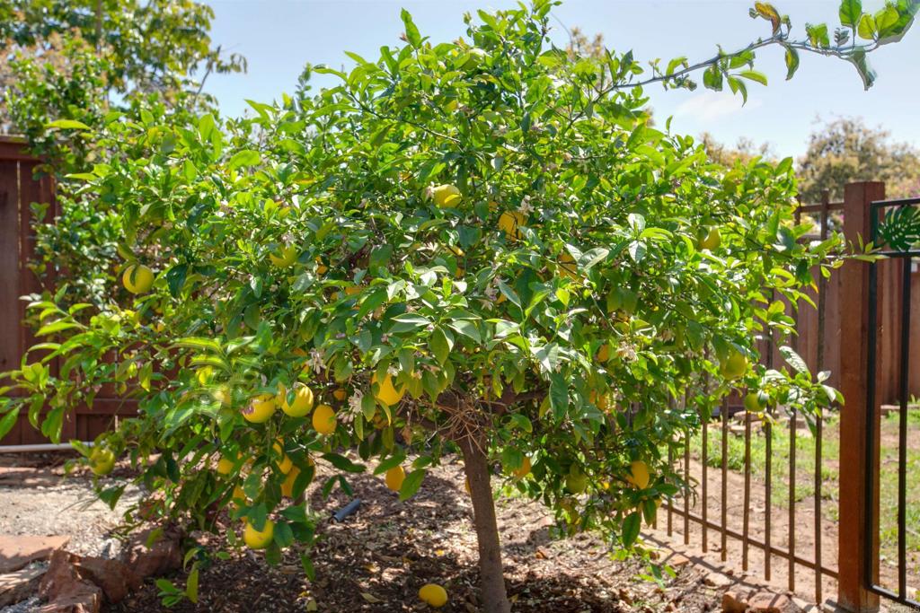 1503 Ridgeway Street Oceanside, CA 92054 - Photo 43 of 56 a backyard of a house with lots of green space