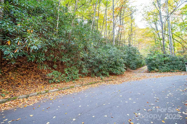 a view of road with large trees