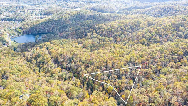 a view of a yard with plants and large trees