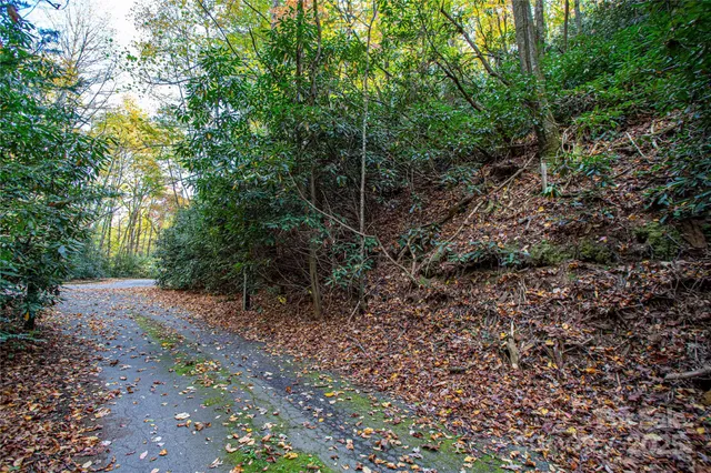 a view of a yard with plants and trees