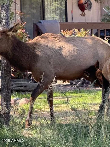 a view of swimming pool from a yard