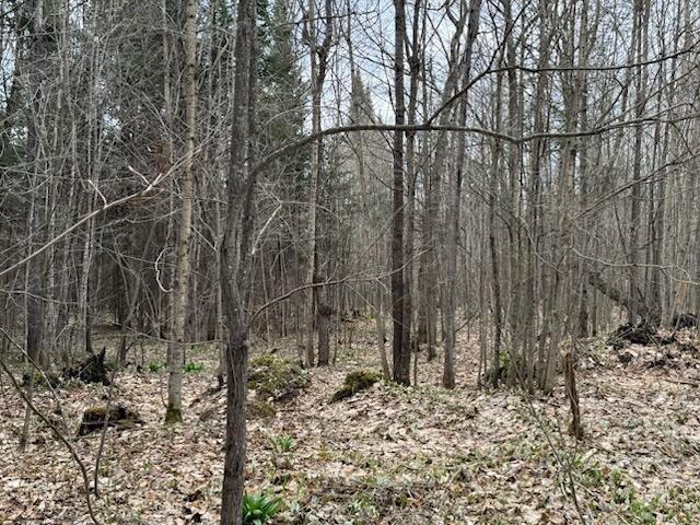 0 West Tee Lake Road Germfask, MI 49836 - Photo 17 of 29 Gallery Image 17