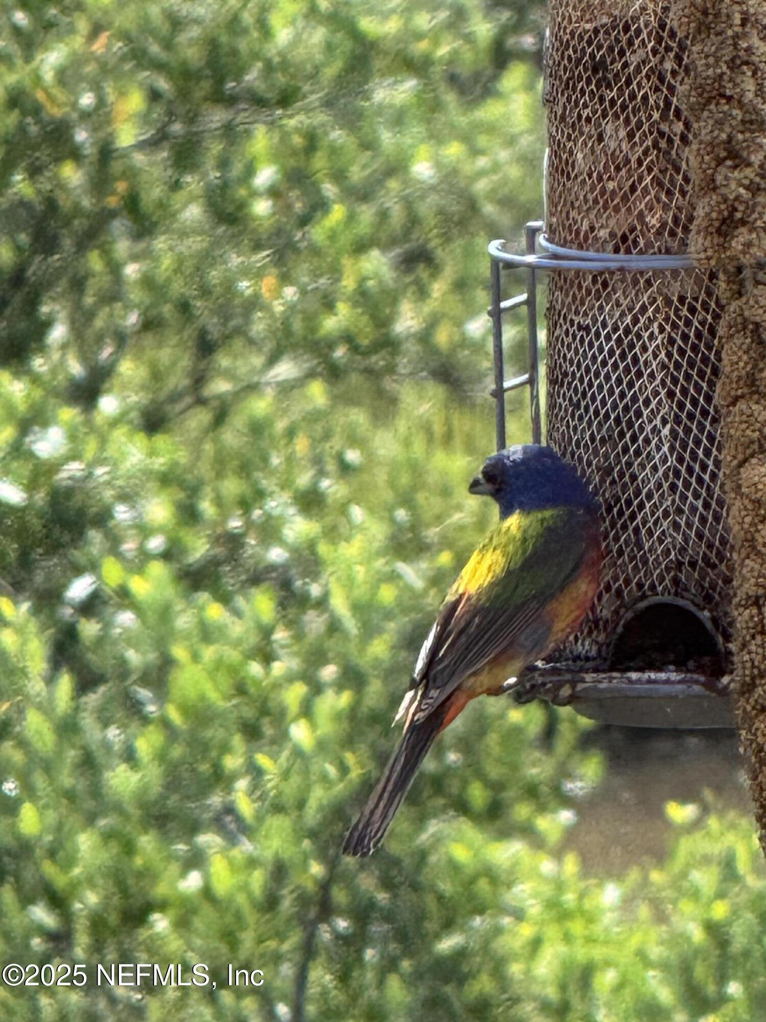 31 Oak Street St. Augustine, FL 32084 - Photo 36 of 41 IMG_0404